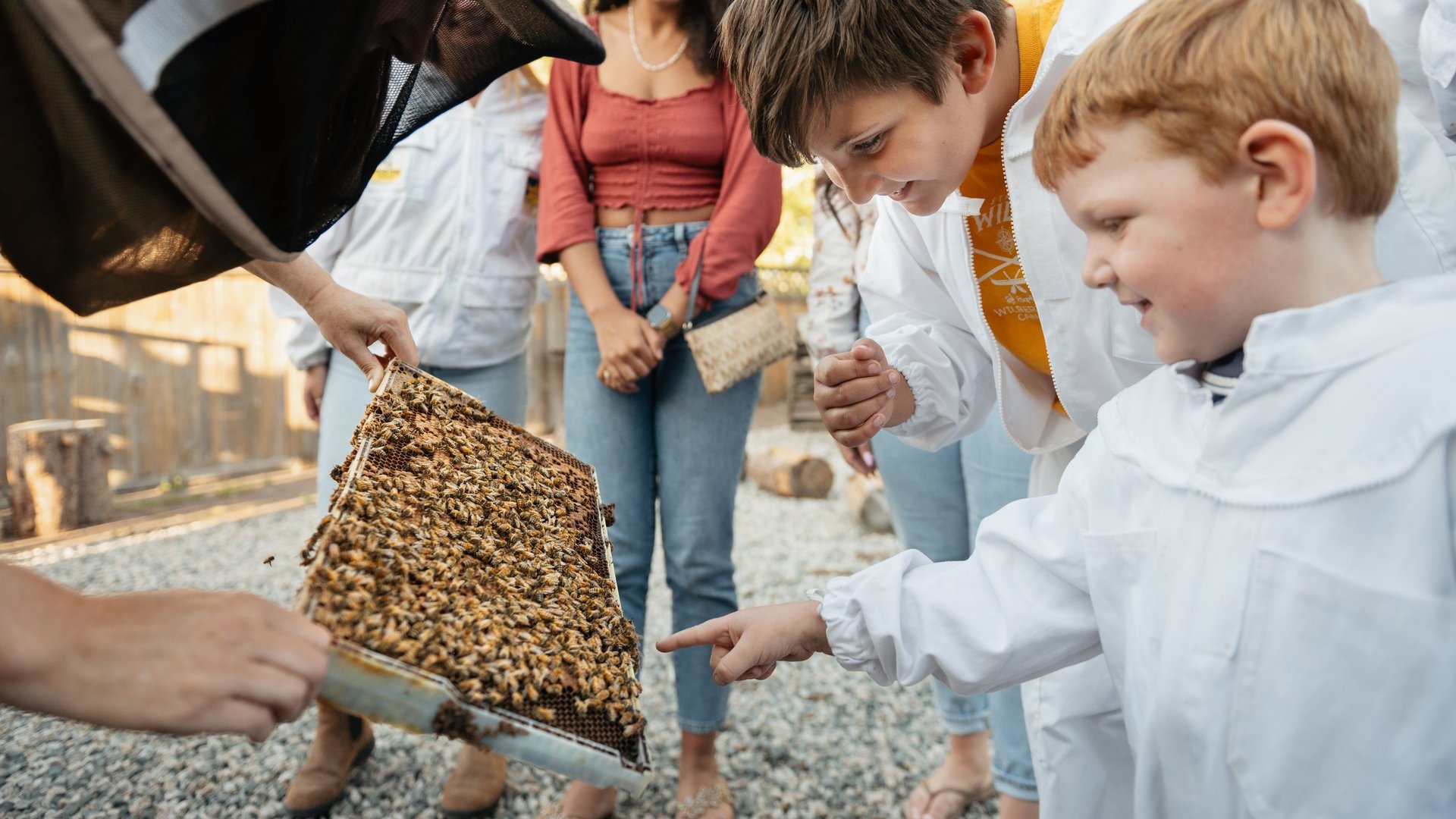 Kids looking at an open hive at the Honeybee centre in Surrey BC - Ian Harlnad - DSC 9944 2 large