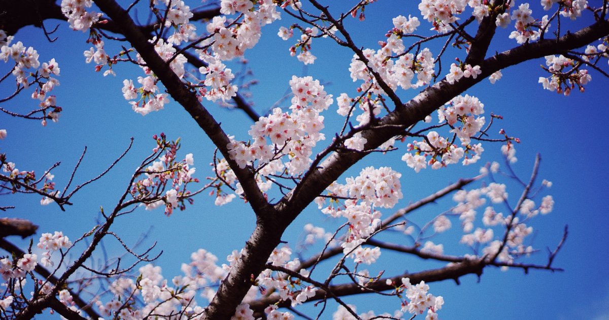 Where to View Cherry Blossoms in Surrey