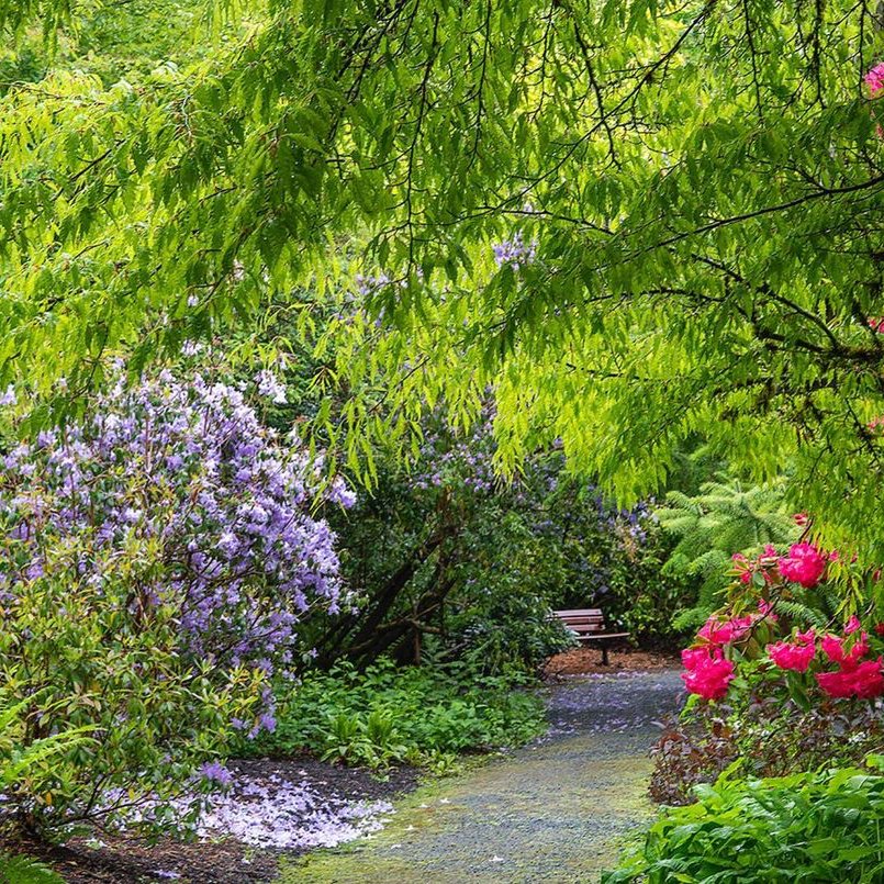 Darts Hill Garden May