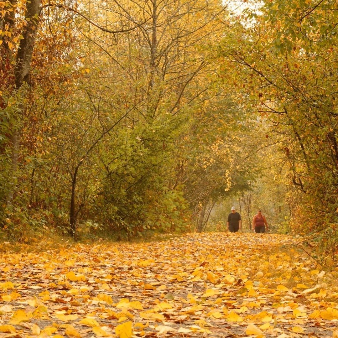 Fall Tree Walk Autumn Walk Fall Trees Autumn Walk Into The Woods 4K UHD Enchanting