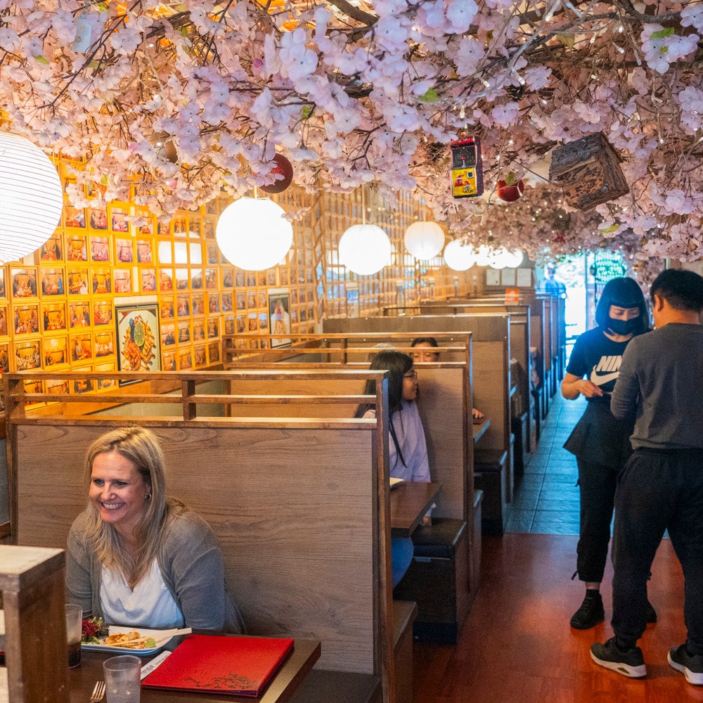 Hanaya Sushi South Surrey Cherry Blossoms