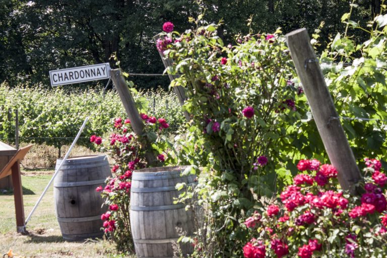 flowers and wine growing in Langley
