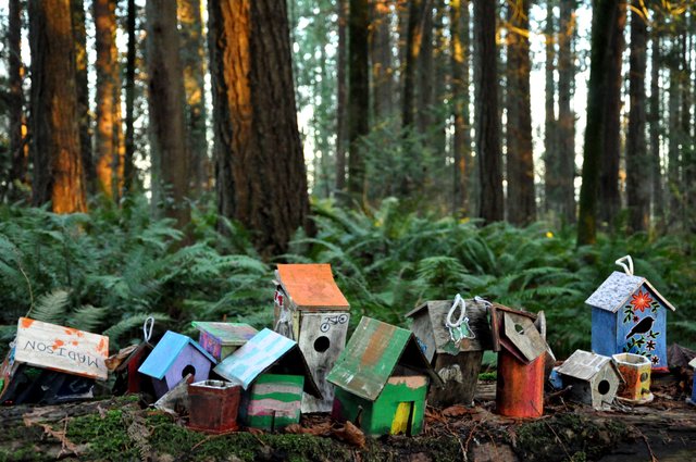 Fairy Houses in a forest in Surrey BC