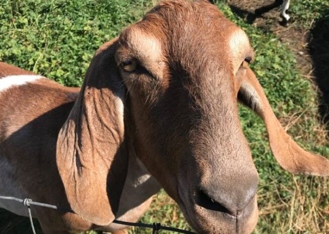 A close up of a brown goat