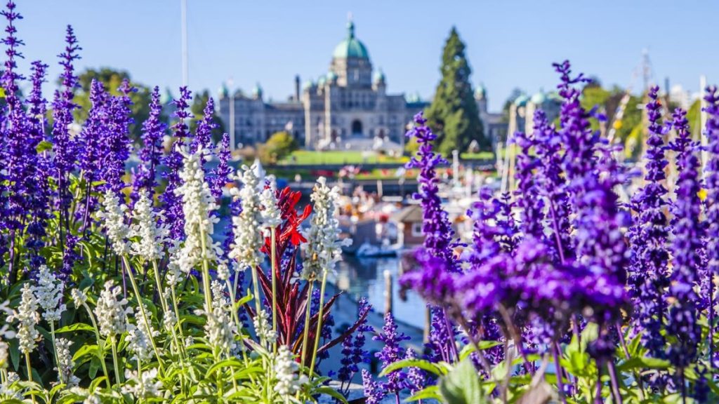 Victoria's inner harbour with flowers and the parliament building in the background
