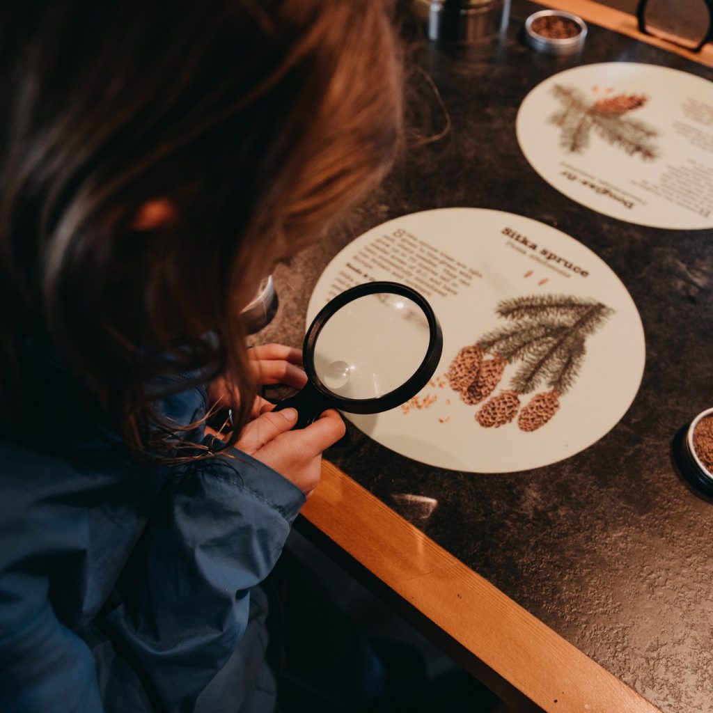 a girl examining a sitka spruce seed with a magnifying glass at the Surrey Nature Centre