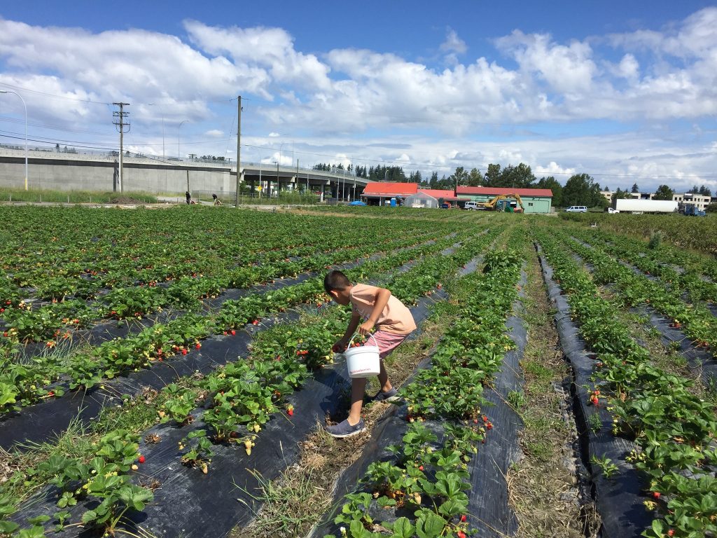 Strawberry picking at Surrey Farms